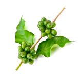 хлорогеновая кислота зеленый кофе